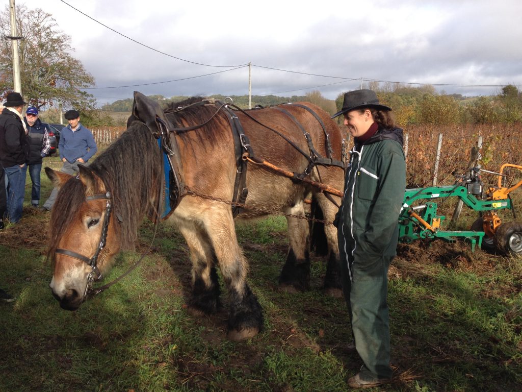 Le labour à cheval à La Clotte Cazalis